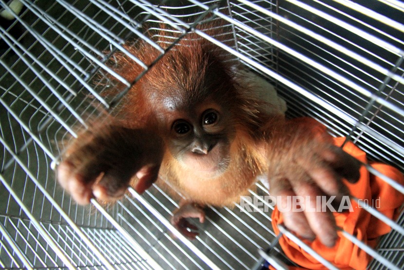 Seekor bayi Orangutan Sumatra (Pongo abelii) 