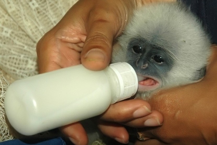 Seekor bayi Surili berumur dua hari diberi susu oleh perawatnya di Kebun Binatang Tamansari Bandung (KBTB), Jawa Barat