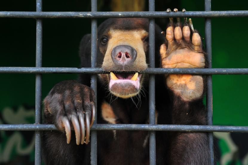 Seekor Beruang Madu (ilustrasi). Tim Gabungan Balai Gakkum KLHK Wilayah Sumatera, BKSDA Sumatera Barat, dan Kepolisian Resort Solok menangkap AR (44 tahun), RP (42), dan HP (33) yang merupakan pelaku perdagangan satwa yang dilindungi pada 8 Desember 2021.