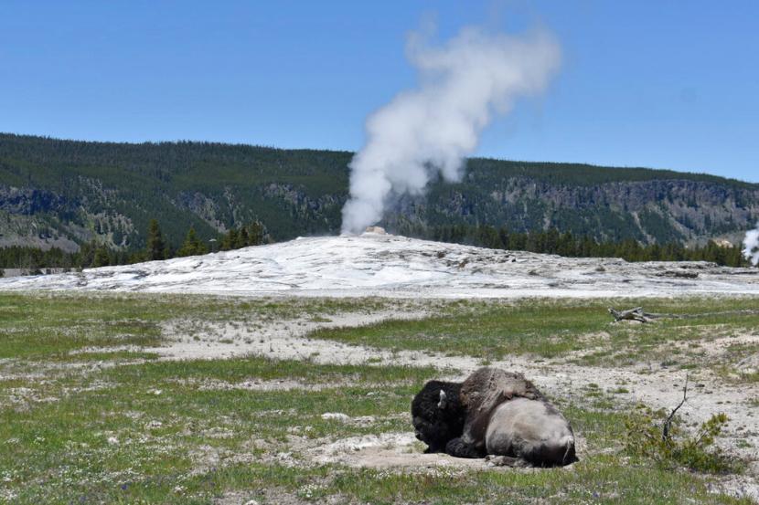 Seekor bison berbaring di tanah di depan geyser Old Faithful di Taman Nasional Yellowstone, Wyo., pada 22 Juni 2022. Sebanyak 13 bison tewas atau harus dieuthanasia setelah kawanan hewan ini ditabrak kendaraan semi truk yang terlibat dalam kecelakaan dengan dua kendaraan lain di jalan raya Montana yang gelap di luar Taman Nasional Yellowstone Amerika Serikat (AS).