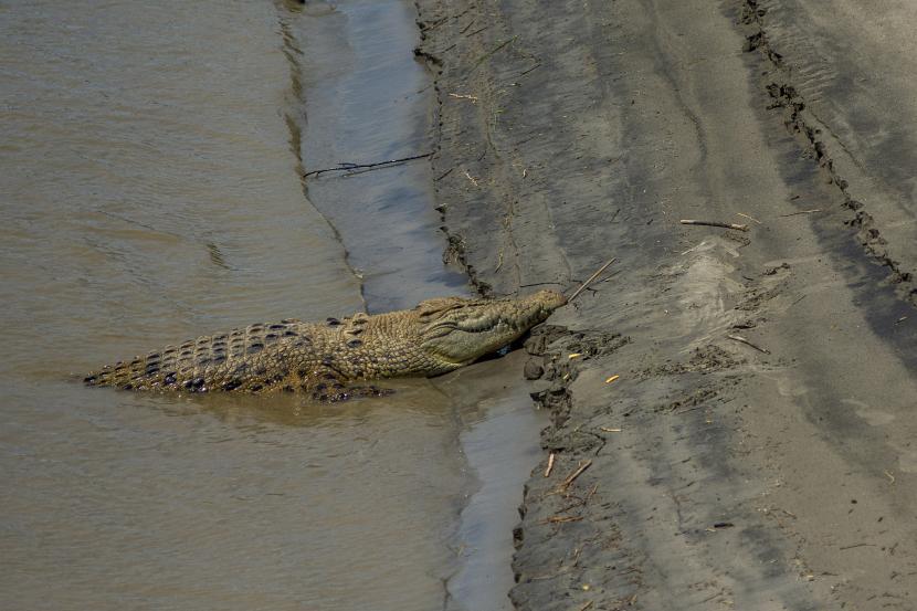 Balai Konservasi Sumber Daya Alam (BKSDA) Bali menyampaikan seekor buaya muara (Crocodylus porosus) yang dievakuasi di Pantai Legian, Badung, Rabu (4/1/2023), mati setelah dirawat di Pusat Penyelamatan Satwa (PPS) Tabanan selama satu setengah jam.