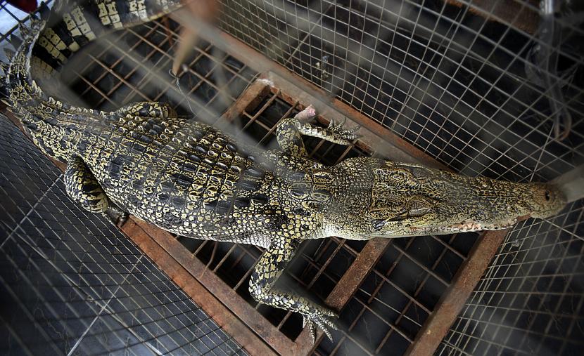 Seekor buaya muara (Crocodylus porosus) yang baru ditangkap dari muara Sungai Cibanten berada di dalam kandang di Kantor Balai Konservasi dan Sumber Daya Alam (BKSDA) Banten, di Kota Serang, Rabu (13/4/2022). 