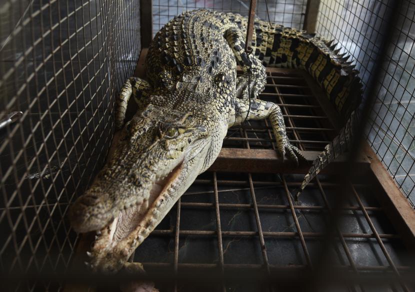 Seekor buaya muara (Crocodylus porosus) yang baru ditangkap dari muara Sungai Cibanten.