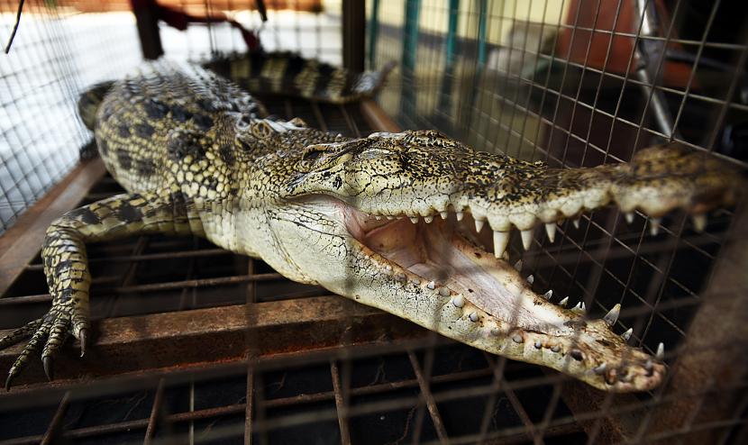 Seekor buaya muara (Crocodylus porosus) yang baru ditangkap. (Ilustrasi)