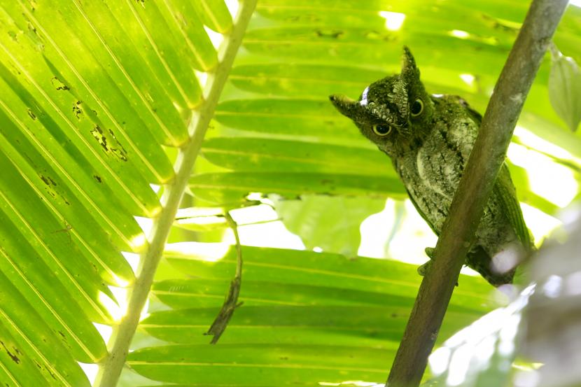 Seekor burung Celepuk Sulawesi (Otus manadensis) bertengger di ranting pohon di perkebunan warga di Desa Dulamayo, Bongomeme, Kabupaten Gorontalo, Gorontalo, Sabtu (20/03/2021). Celepuk Sulawesi merupakan salah satu spesies burung hantu endemik Sulawesi yang digunakan untuk lambang sejumlah daerah di Sulawesi Utara