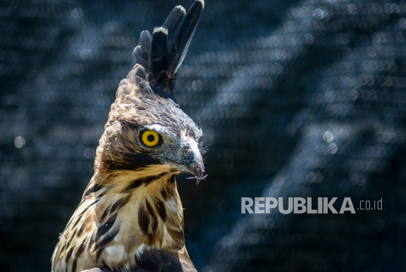 Festival burung elang di Arab Saudi digelar kali kedua tahun ini. Foto ilustrasi elang Jawa.