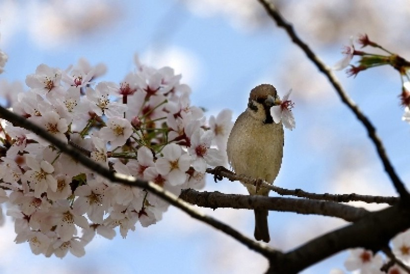 Seekor burung menghisap nektar dari bunga sakura yang mengembang di Taman Ueno, Tokyo.