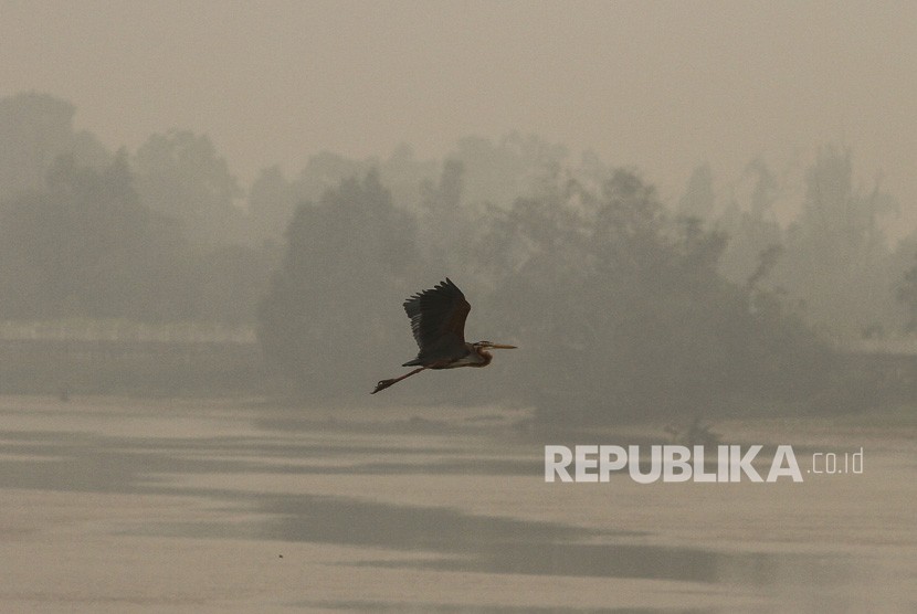 Seekor burung terbang di tengah pekatnya kabut asap dampak dari karhutla yang menyelimuti kawasan sungai Siak di Pekanbaru, Riau, Kamis (19/9/2019). 