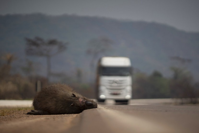 Seekor capybara mati tergeletak di tepi jalan utama Altamira, Para. Daerah ini terkena efek serius kebakaran hutan Amazon, Ahad (25/8).