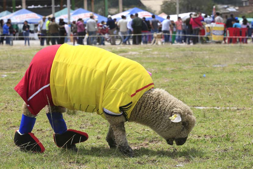 Seekor domba, mengenakan jersey tim nasional sepak bola Kolombia, di Nobsa, 1 Juni 2014. 