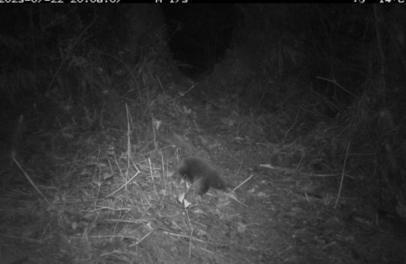 Seekor Echidna Paruh Panjang Attenborough tertangkap kamera jebak sedang beraktivitas di Pegunungan Cyclops, Papua.