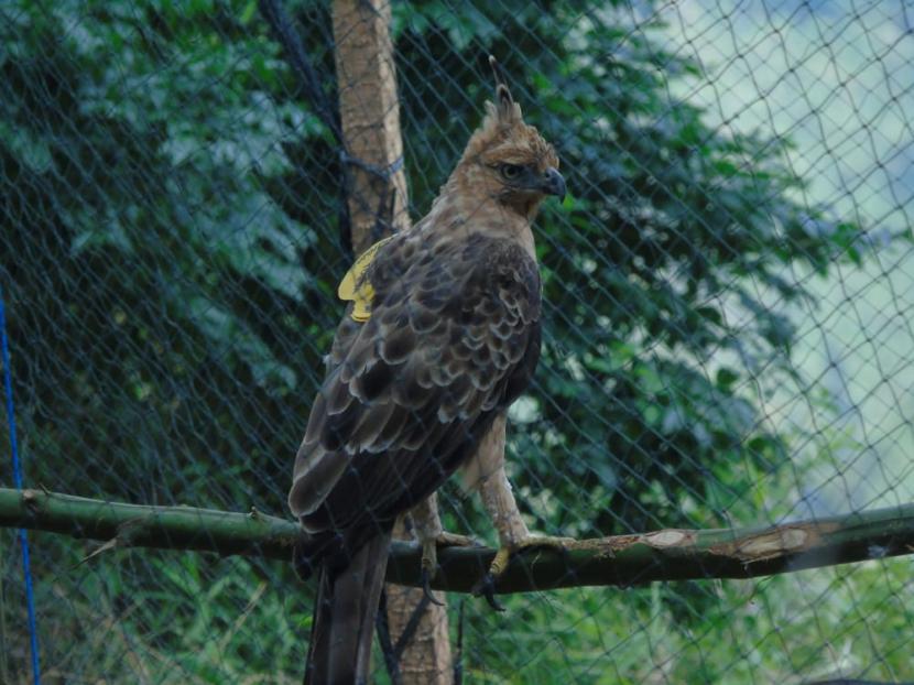 Seekor elang jawa betina dilepasliarkan di kawasan Taman Nasional Bromo, Tengger dan Semeru, Jumat (29/10). 