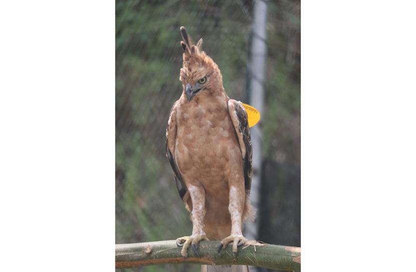 Seekor elang jawa betina dilepasliarkan di kawasan Taman Nasional Bromo, Tengger dan Semeru, Jumat (29/10).