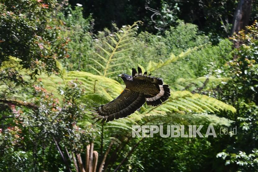 Seekor elang ular bido (Spilnornis cheela) terbang usai dilepasliarkan di Taman Wisata Alam Papandayan, Garut.
