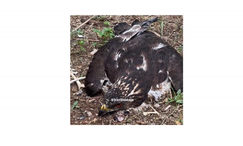 Seekor elang yang terancam punah dan masuk kategori hewan dilindungi ditemukan warga Wonosari, Kabupaten Gunungkidul, Yogyakarta, Jumat (2/9/2022), tergeletak di sebuah kebun dengan kondisi lemas. Kuat dugaan elang itu ditembak orang.