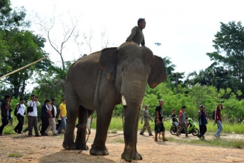 Seekor gajah dipindahkan ke taman rimba Jambi.