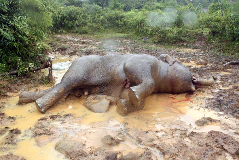  Seekor Gajah jantan (elephas maximus sumatranus) berumur sekitar 10 tahun tewas tergeletak di kebun penduduk di Desa Blang Gajah Mate, Geumpang, Pidie, Aceh, Jumat (10/5). (Antara/Zian)