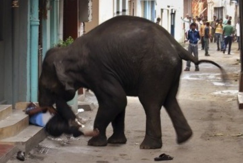 Seekor gajah liar menginjak-injak seorang warga, Renuka Prasad (55), hingga tewas. 