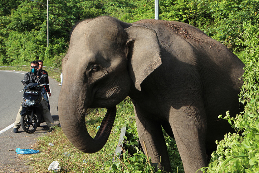Seekor gajah Sumatera (Elephas Maximus Sumatresnsis) diikat di pinggir jalan di area kawasan Lembah Seulawah, Kabupaten Aceh Besar, Aceh, sehingga menjadi tontotan warga.