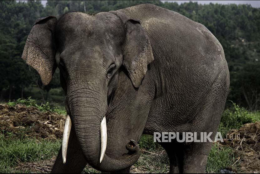 Saatnya Berbagi Ruang dengan Gajah Sumatra Republika Online