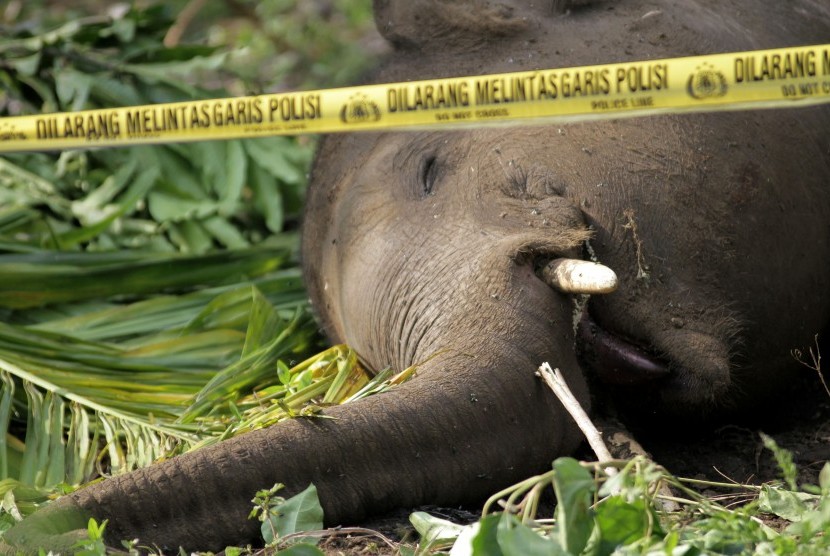 Seekor gajah sumatera mati di Desa Payah Lah, Kecamatan Ketol, Kabupaten Aceh Tengah, Aceh, Jumat (19/2).  (Antara/Risky Pinossa)