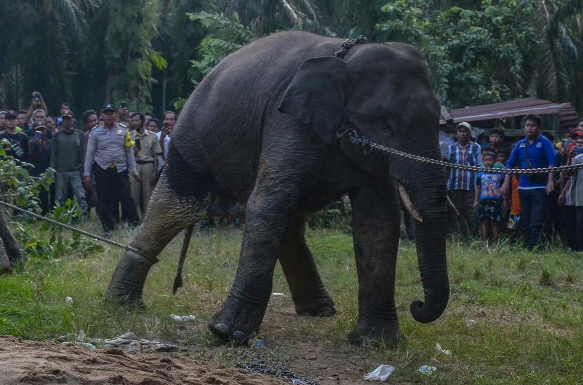 Personel Satuan Reserse dan Kriminal Polres Langsa, Aceh, menangkap dua terduga penjual organ tubuh hewan dilindungi berupa tulang-belulang gajah di Birem Bayeun, Kabupaten Aceh Timur.