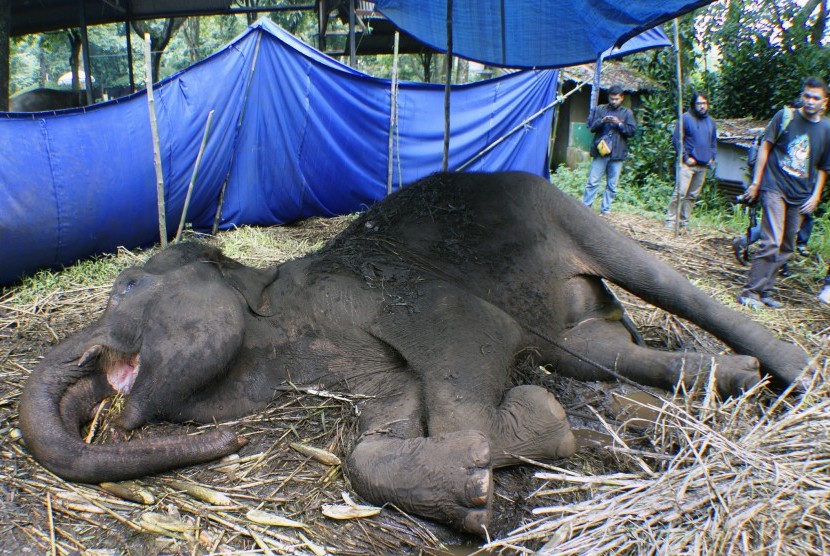 Seekor Gajah Sumatra (Elephas Maximus Sumatrensis) bernama Yani di Kebun Binatang Bandung, Jawa Barat