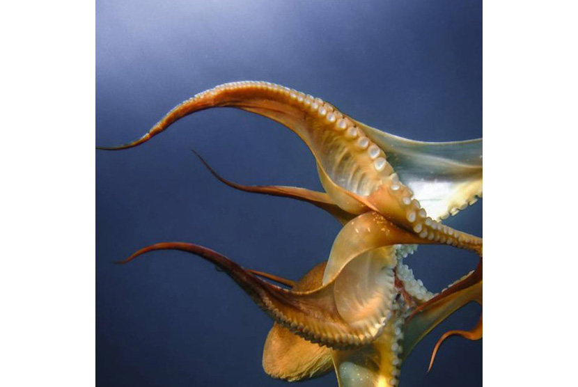 16++ Gambar Zooplankton Animasi Cari Gambar Keren HD