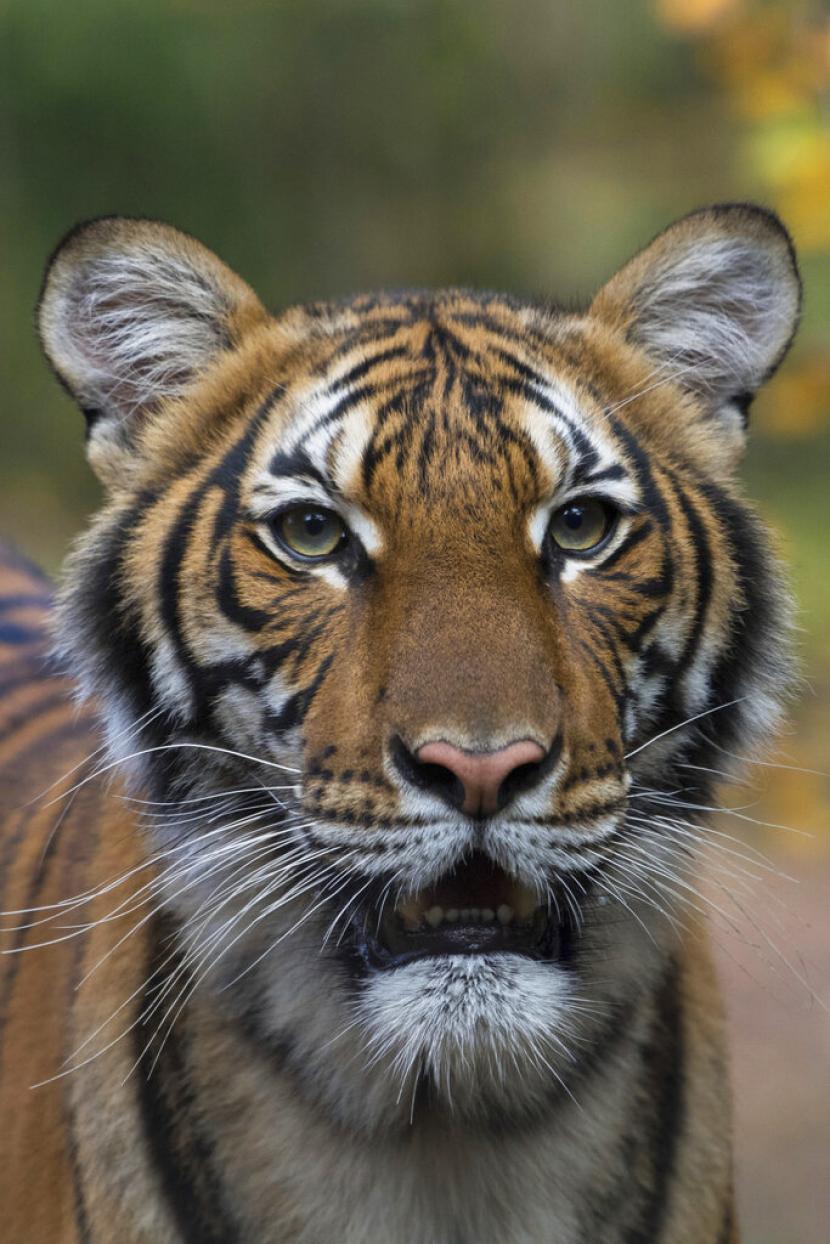   Seekor harimau bernama Nadia di Kebun Binatang Bronx, New York, positif terinfeksi Covid-19. Nadia menjadi hewan pertama di Amerika yang terpapar virus corona jenis baru. 