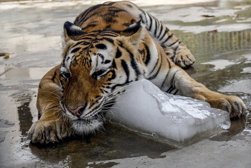 Seekor harimau di Kebun Binatang Karachi, Pakistan mendinginkan diri dengan sebongkah es batu di tengah gelombang panas.
