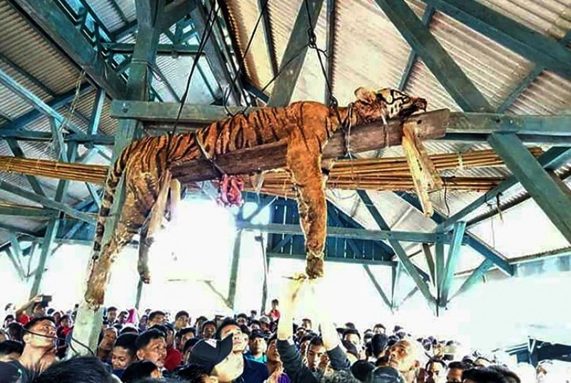 Seekor harimau Sumatera menggantung dari langit-langit saat penduduk desa berkumpul di bawahnya di Sumatera Utara pada tanggal 4 Maret 2018.