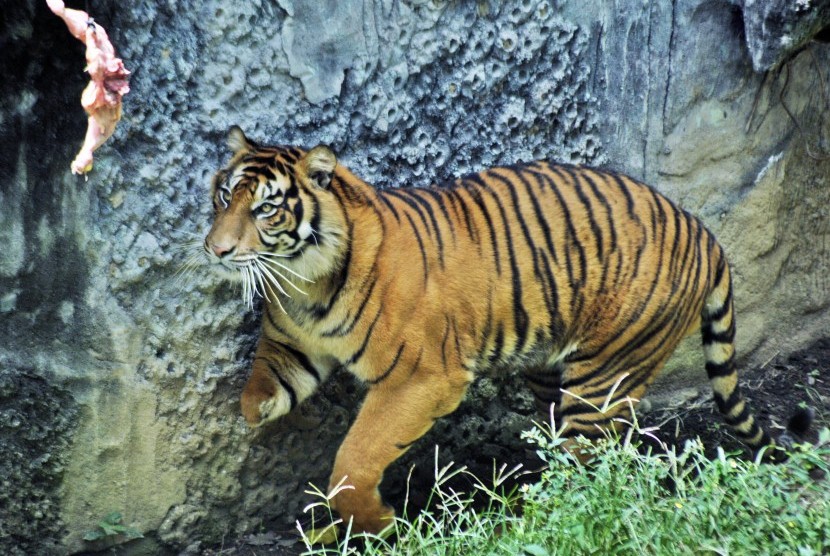Seekor harimau sumatera (Panthera tigris sumatrae) berkaki tiga yang bernama Bujang Mandeh melihat ke arah daging ayam yang digantung, di Taman Marga Satwa dan Budaya Kinantan (TMSBK) Kota Bukittinggi, Sumatera Barat, Kamis (9/6).