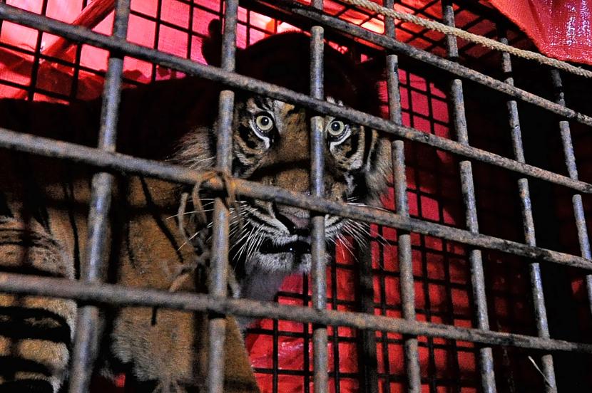 Taman Safari Indonesia menampung dan memulihkan sejumlah harimau sumatera hasil konflik dengan manusia.