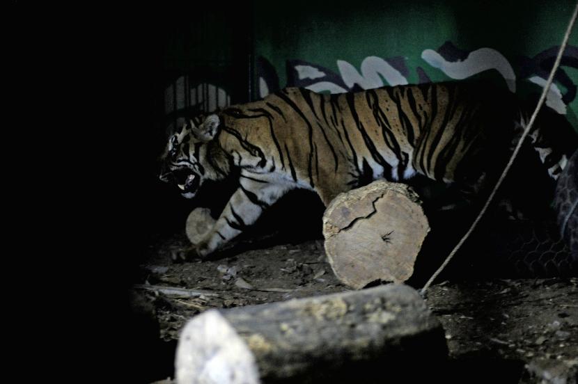 Balai Konservasi Sumber Daya Alam (BKSDA) menyatakan konflik harimau dengan manusia di Aceh terjadi karena terganggunya sumber makanan satwa liar tersebut di habitatnya.