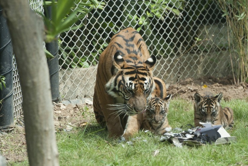 Seekor harimau sumatra (Phantera tigris sumatrae) bernama Sean bersama dua dari tiga anaknya yang berumur sekitar dua bulan saat mulai dilatih naluri berburunya di Bali Zoo, Gianyar, Bali, Sabtu (28/7). 