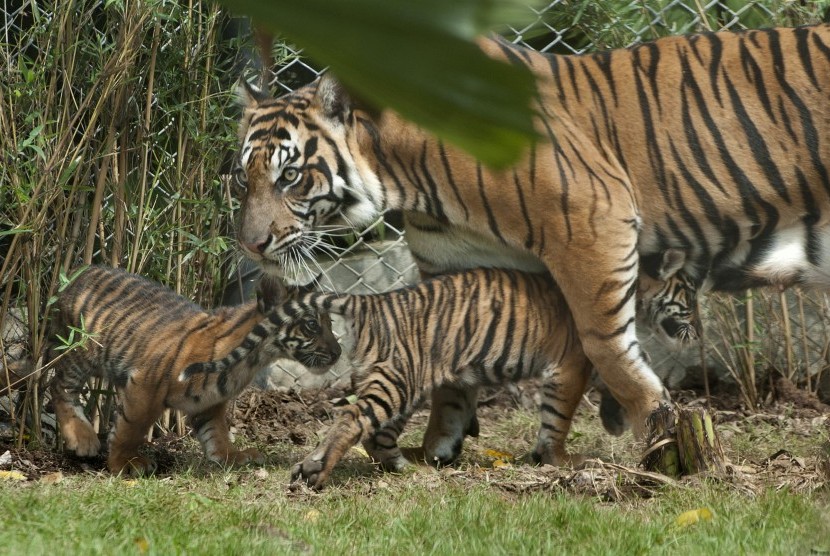 Seekor Harimau Sumatera (Phantera Tigris Sumatrae) bernama Sean bersama dua dari tiga anaknya yang berumur sekitar dua bulan saat mulai dilatih naluri berburunya di Bali Zoo, Gianyar, Bali, Sabtu (28/7)