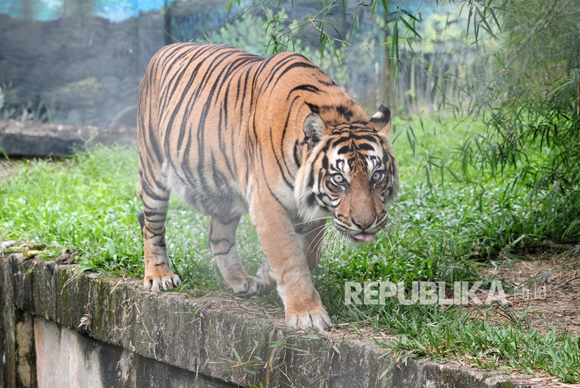 Seekor Harimau Sumatra (Panthera tigris sumatrae) betina berumur 13 tahun, Uni berjalan di dalam kandang Kebun Binatang Taman Rimbo, Jambi, Senin (28/1/2019). 