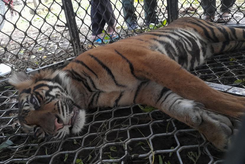 Seekor harimau Sumatra (Panthera tigris sumatrae) betina yang dalam kondisi dibius 