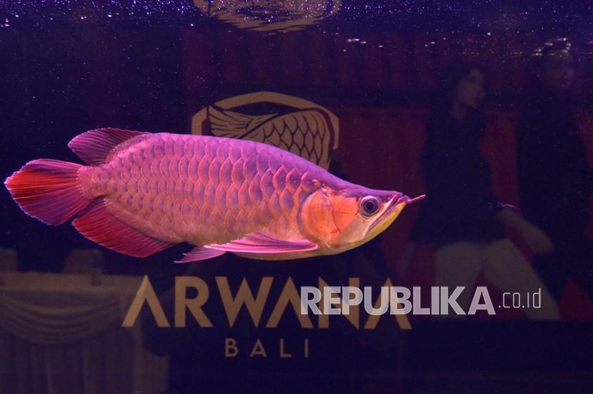 Seekor ikan arwana berenang di dalam akuarium. Ikan arwana Kalimantan termasuk alah satu dari 20 jenis ikan yang dilindungi.
