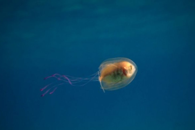 Seekor ikan dimakan utuh-utuh oleh ubur-ubur dan berusaha untuk melepaskan diri berhasil difoto oleh fotograper laut Tim Samuel di Byron Bay, Australia.