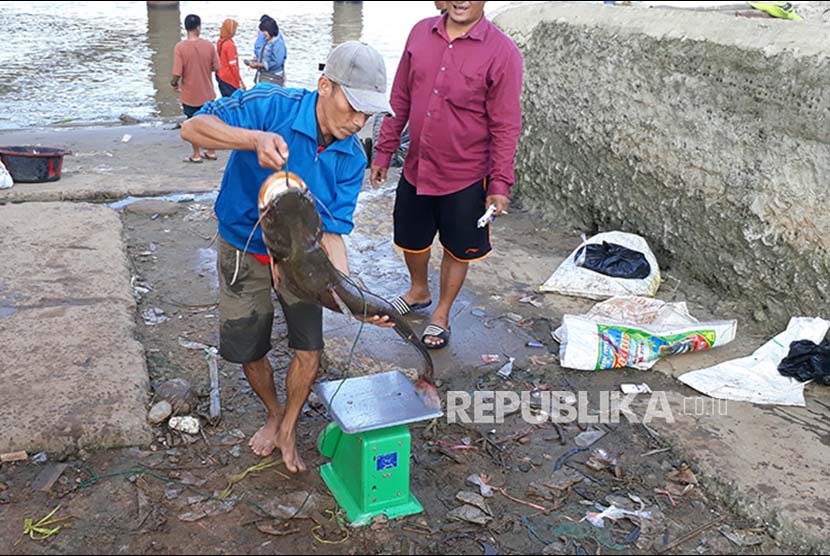 Seekor ikan lele berukuran besar tengah ditimbang sebelum ditentukan harganya di pasar ikan dadakan di bawah Jembatan Musi 2 Palembang