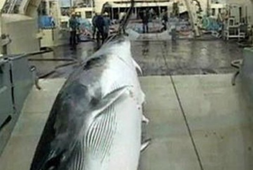 Seekor ikan paus berhasil ditangkap oleh sebuah kapal pemburu.