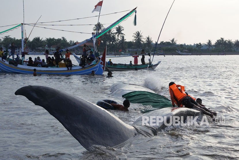 Seekor ikan paus terdampar di perairan pantai Desa Jangkar, Jangkar, Situbondo, Jawa Timur, Jumat (2/3). 