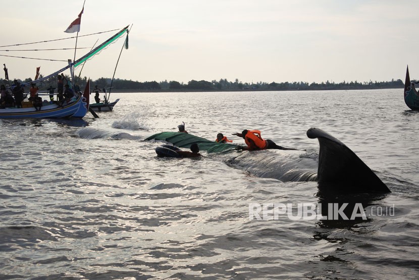 Seekor ikan paus terdampar di perairan pantai Desa Jangkar, Jangkar, Situbondo, Jawa Timur, Jumat (2/3).