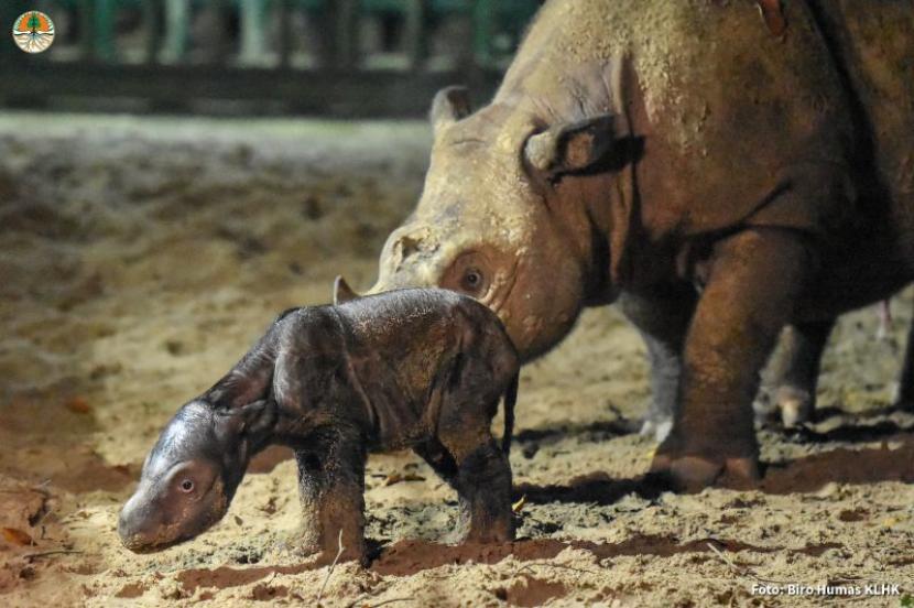 Seekor indukan badak sumatera bermain dengan anaknya yang baru saja ia lahirkan di Suaka Rhino Sumatera yang berlokasi di Taman Nasional Way Kambas, Kabupaten Lampung Timur, Provinsi Lampung, Sabtu (30/9/2023). 