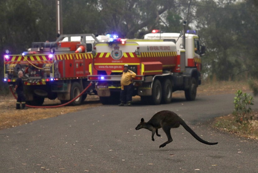 Seekor kangguru kecil menyeberang jalan melewati truk pemadam kebakaran di Mangrove Mountain di utara Sydney, Australia, beberapa waktu lalu. Kebakaran Australia mempengaruhi banyak hewan di sana.