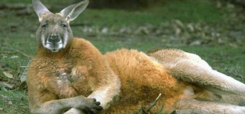 Seekor kanguru disuntik mati karena mengalami stres dan sakit. (ilustrasi)