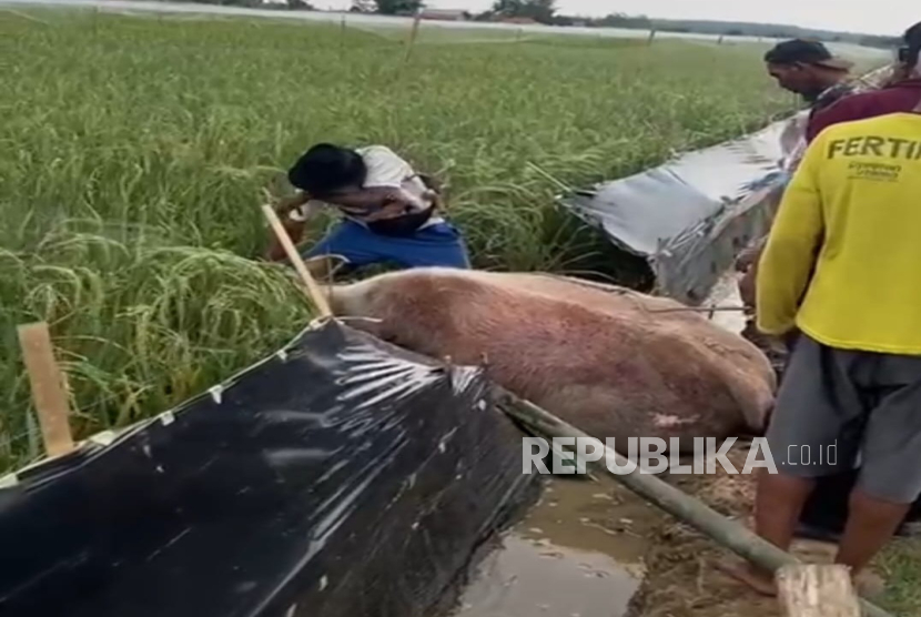 Kisah Kerbau Bule Tersengat Listrik dan Tangis Kakek 95 Tahun, Dedi Mulyadi Turun Tangan