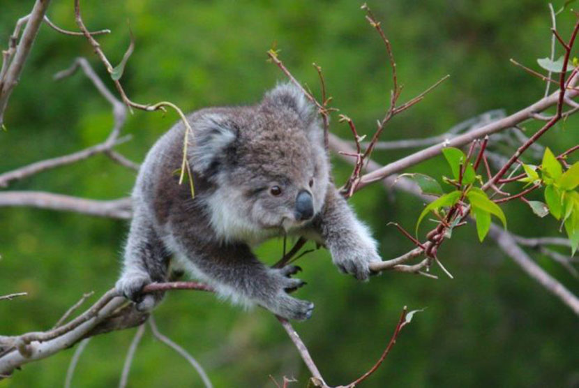 Seekor koala muda sedang mencari daun untuk dimakan. 
