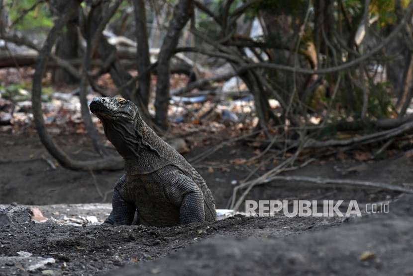 A komodo lizard at Rinca Island in the Komodo National Park (TNK), East Nusa Tenggara.